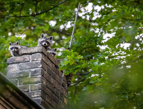 How Animals Get Into Chimneys and What Actually Keeps Them Out for Good